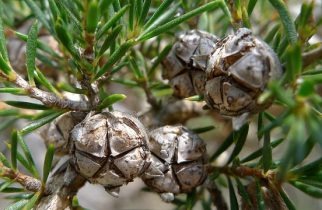 Uses of Tea Tree Oil - Cosmetic Applications